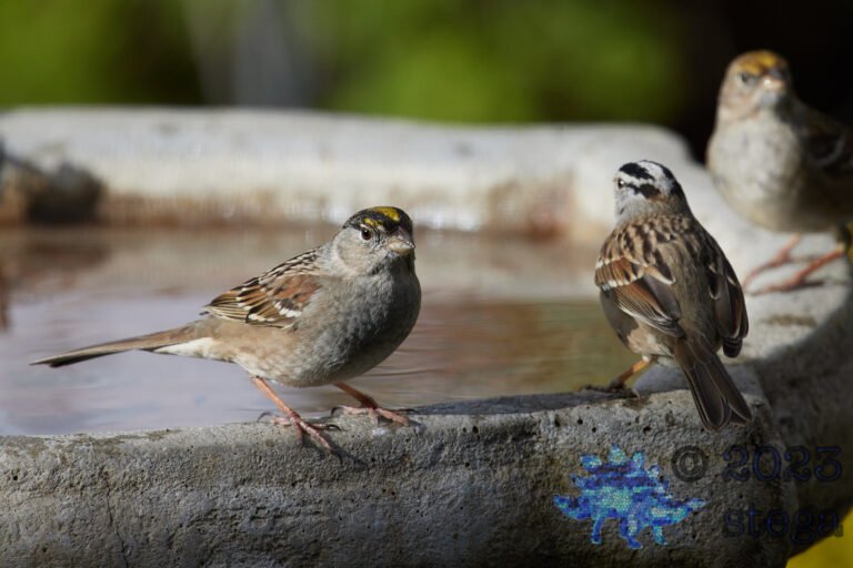 Gold-Crowned Sparrow