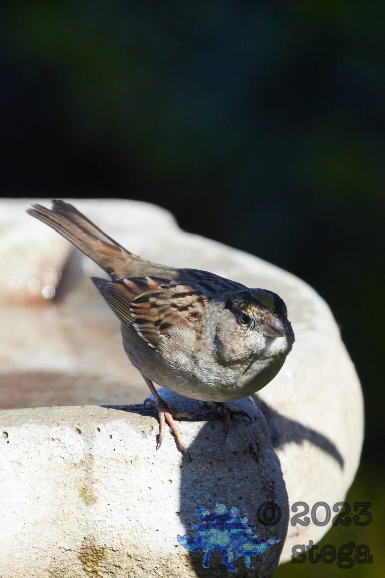 Gold-Crowned Sparrow