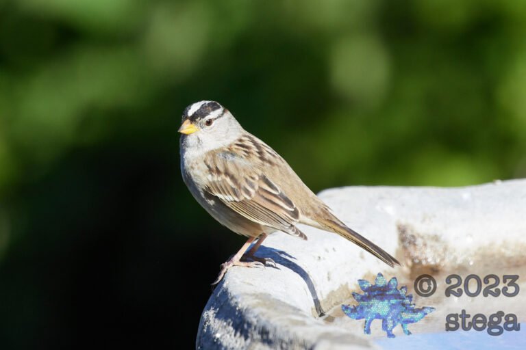 White-Crowned Sparrow
