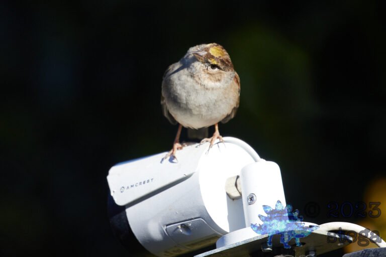 Gold-Crowned Sparrow