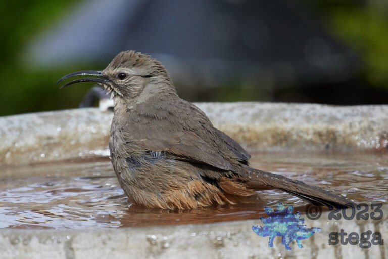 California Thrasher