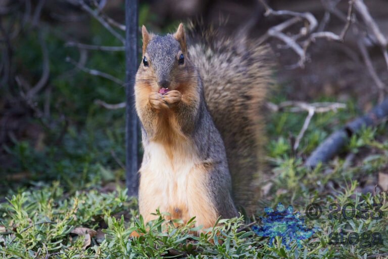 Fox Squirrel