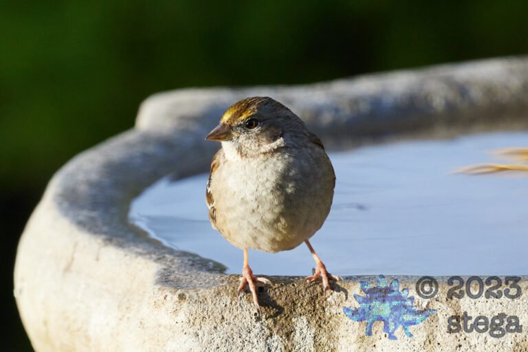 Gold-Crowned Sparrow