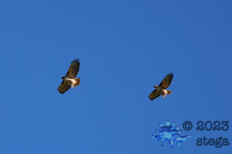 Red-Tailed Hawks