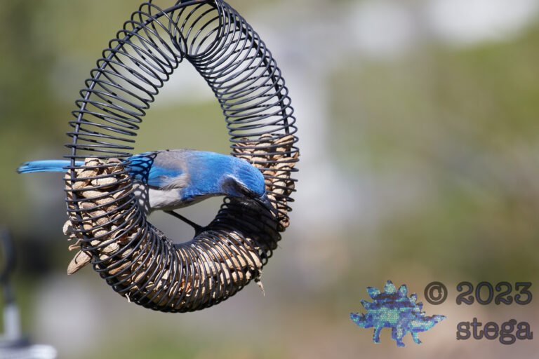 California Scrub Jay