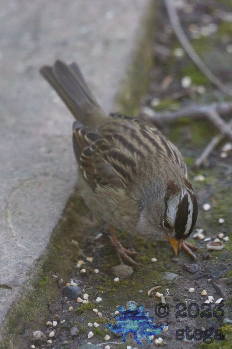 White-Crowned Sparrow