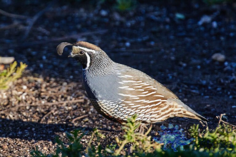 California Quail