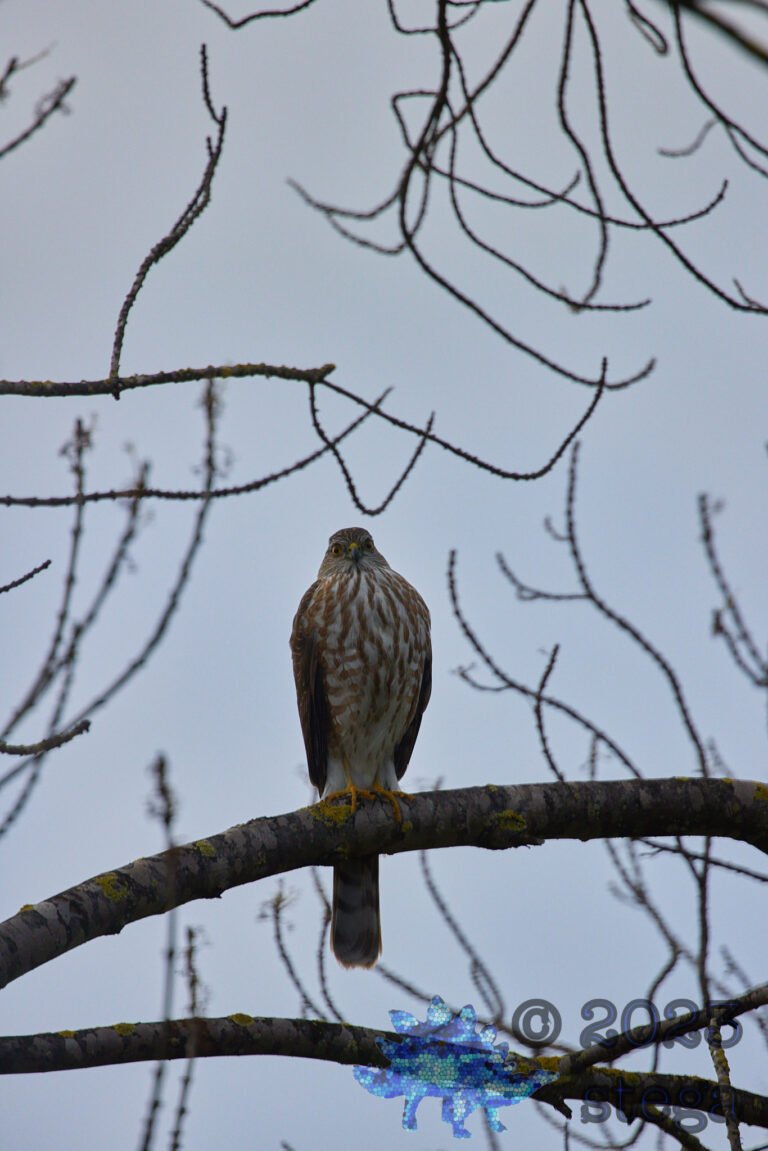 Cooper’s hawk