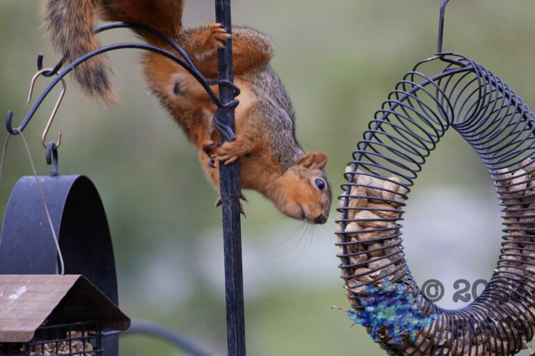 Fox Squirrel