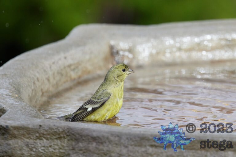 Lesser Goldfinch