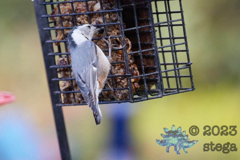 White Breasted Nuthatch