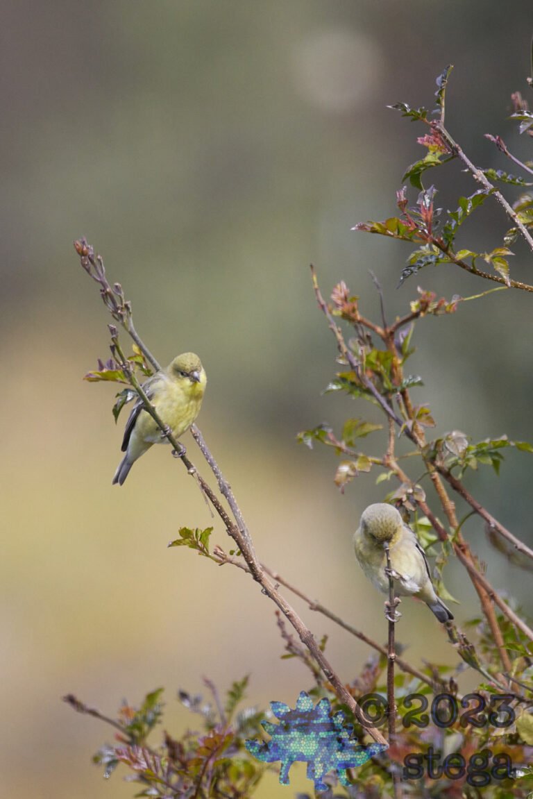 Lesser Goldfinches
