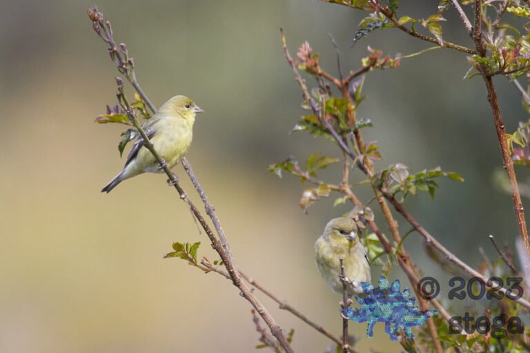 Lesser Goldfinches