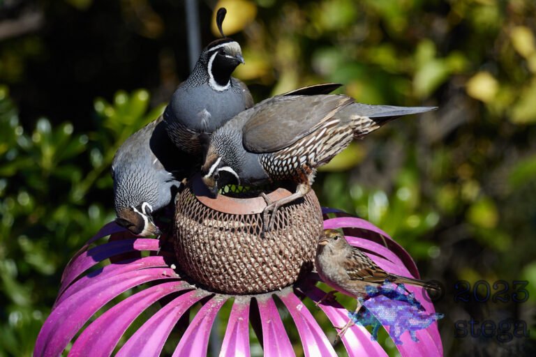 California Quail