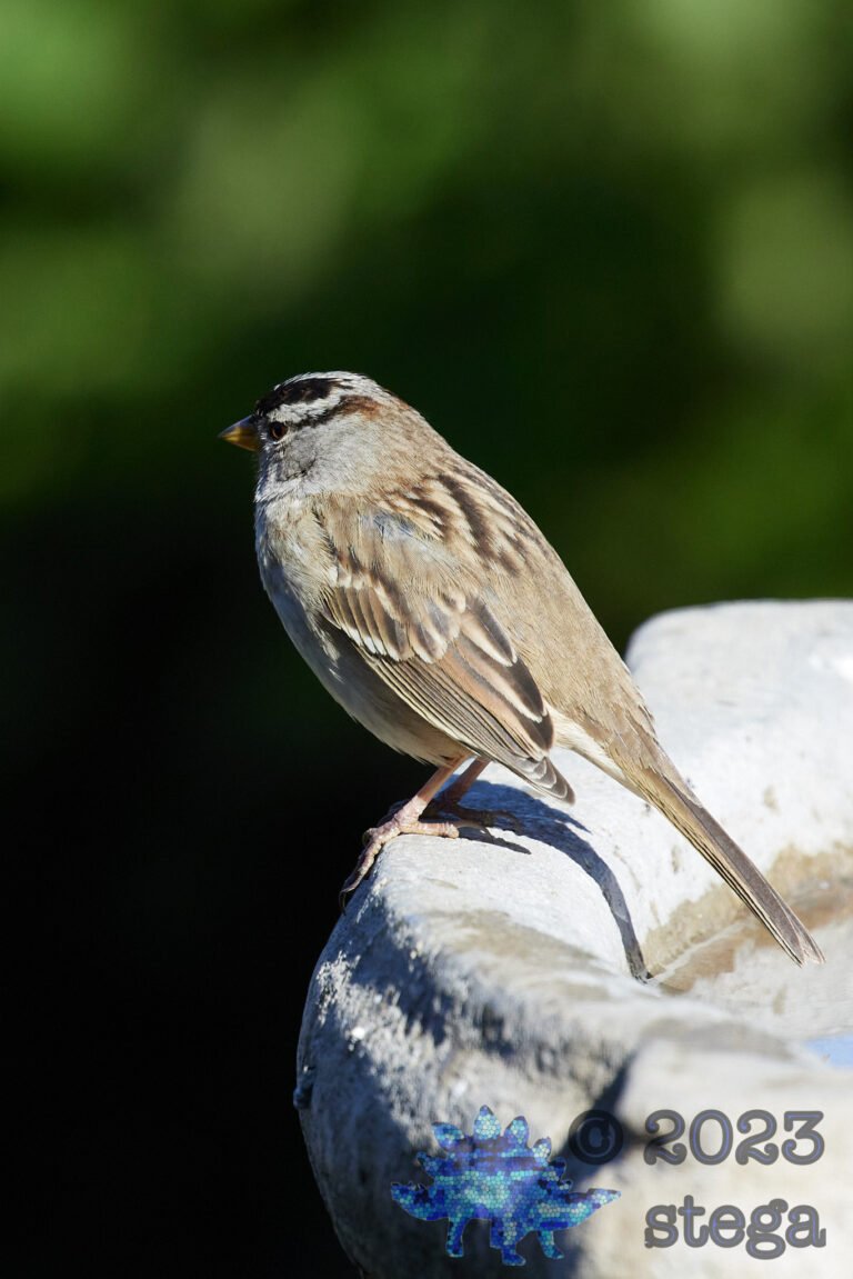 White-Crowned Sparrow