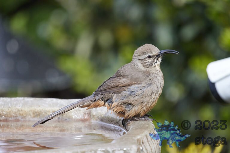 California Thrasher