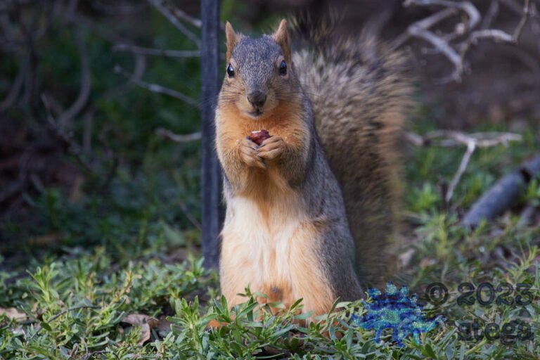 Fox Squirrel