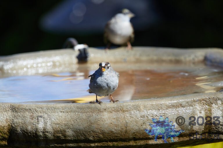 White-Crowned Sparrow