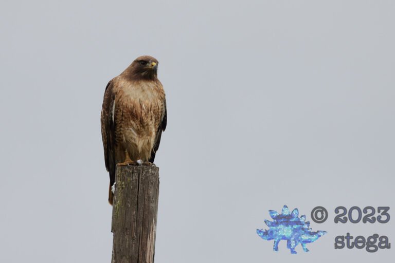 Red-Tailed Hawk