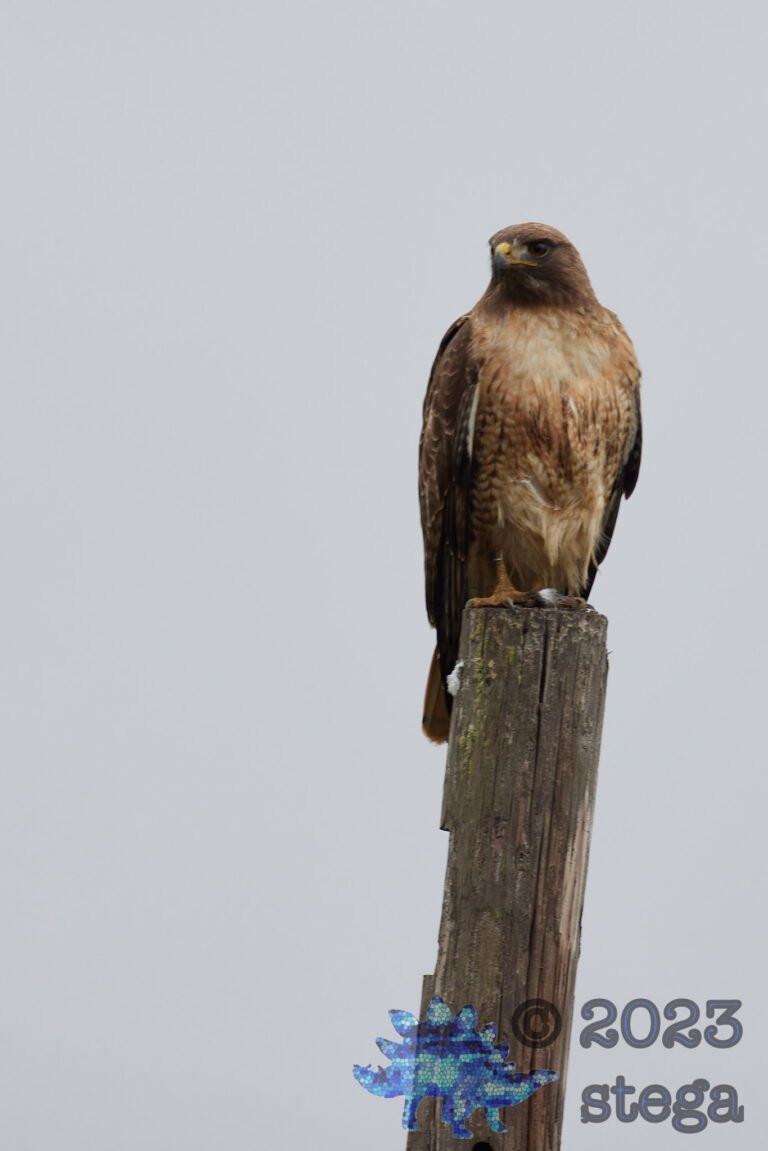 Red-Tailed Hawk