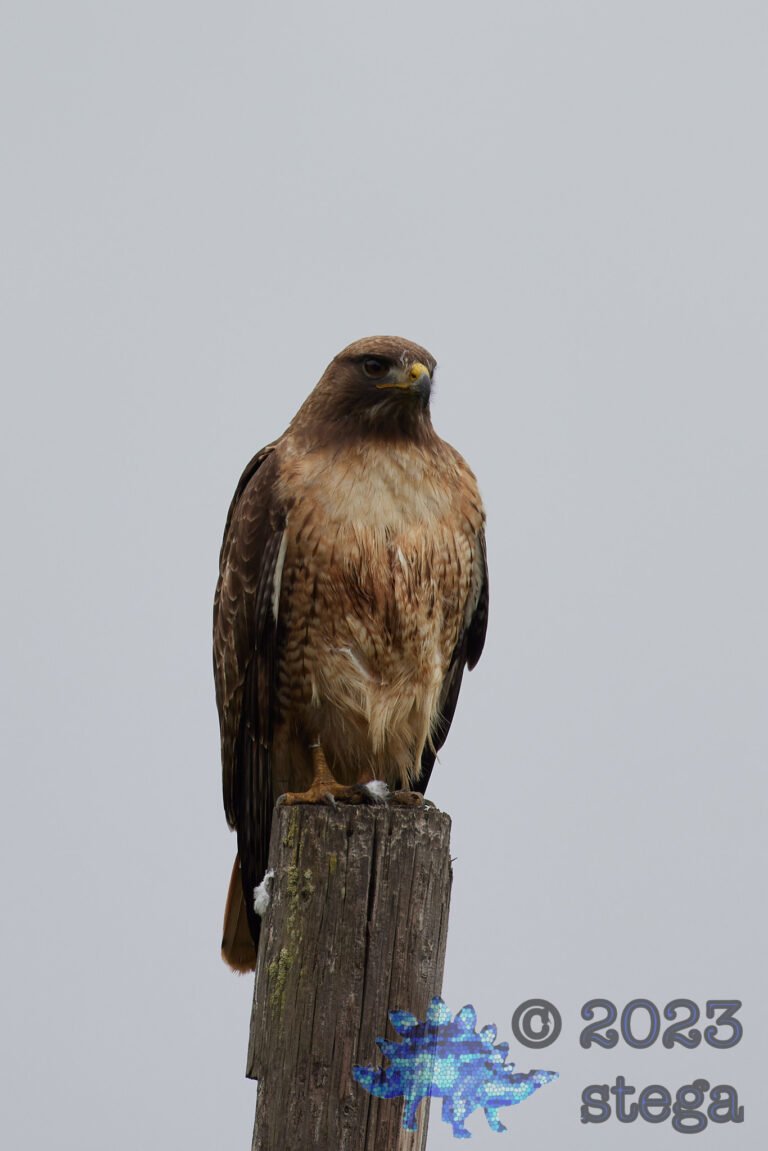 Red-Tailed Hawk