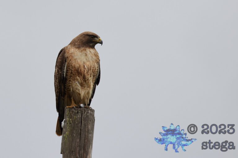 Red-Tailed Hawk