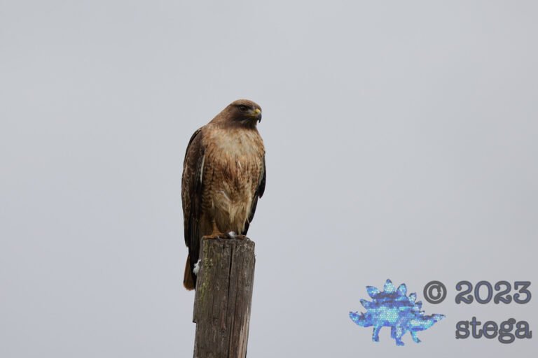 Red-Tailed Hawk