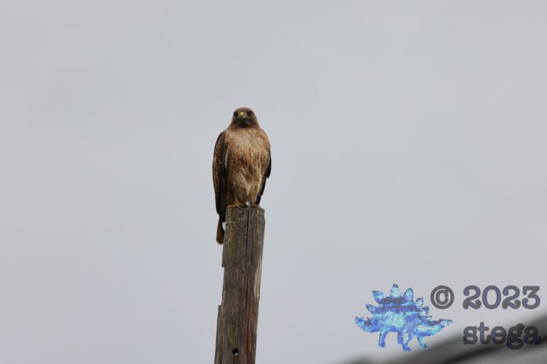 Red-Tailed Hawk