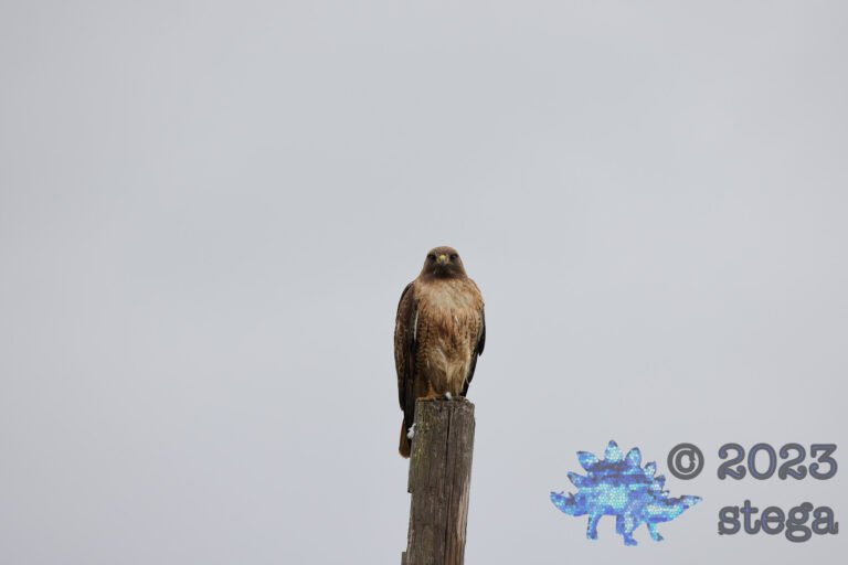 Red-Tailed Hawk