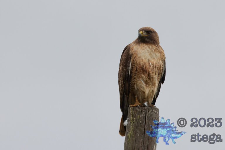 Red-Tailed Hawk