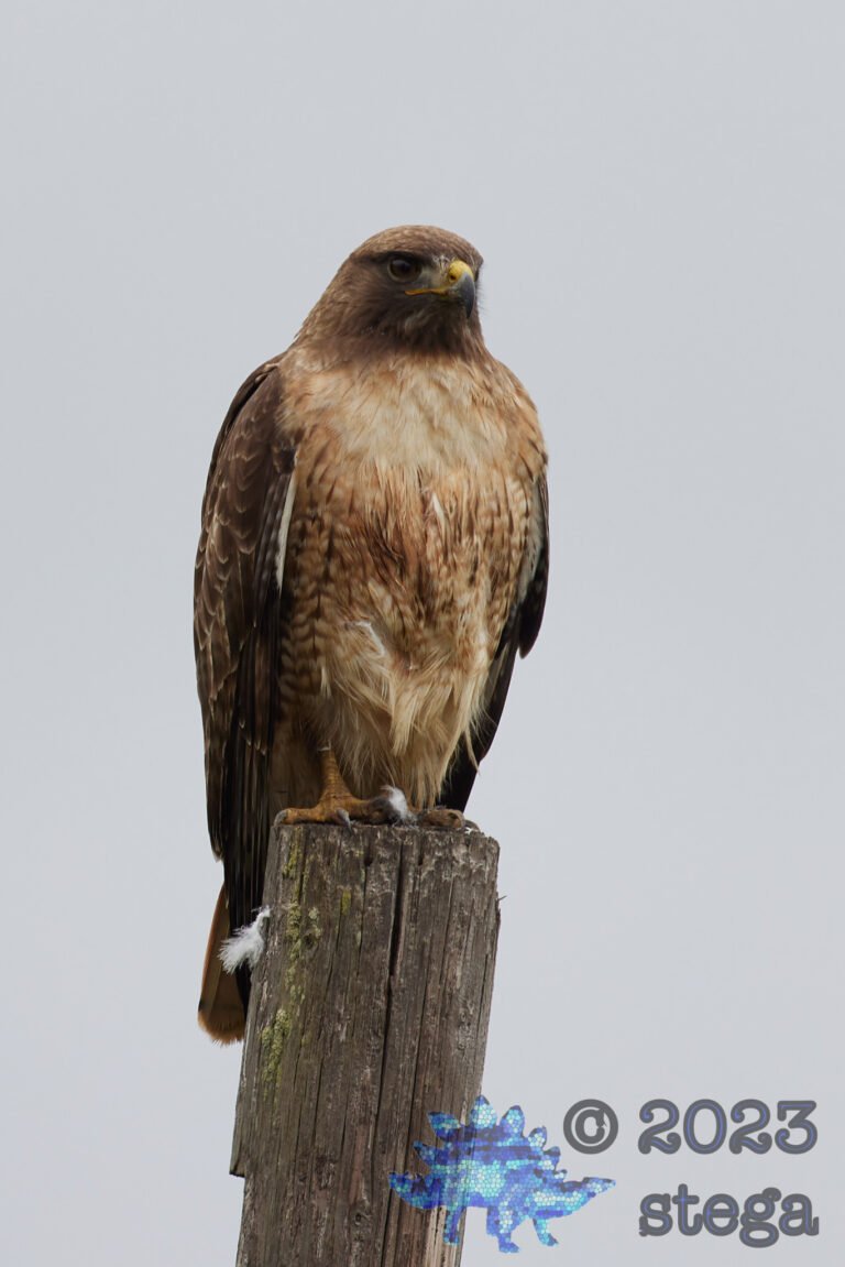 Red-Tailed Hawk