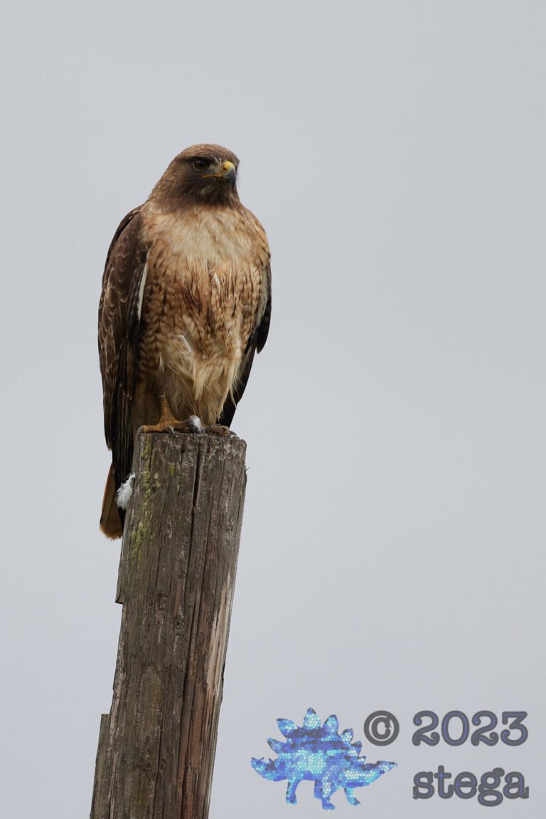 Red-Tailed Hawk