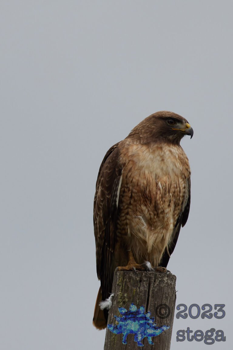 Red-Tailed Hawk