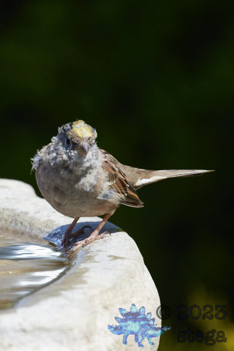 Gold-Crowned Sparrow