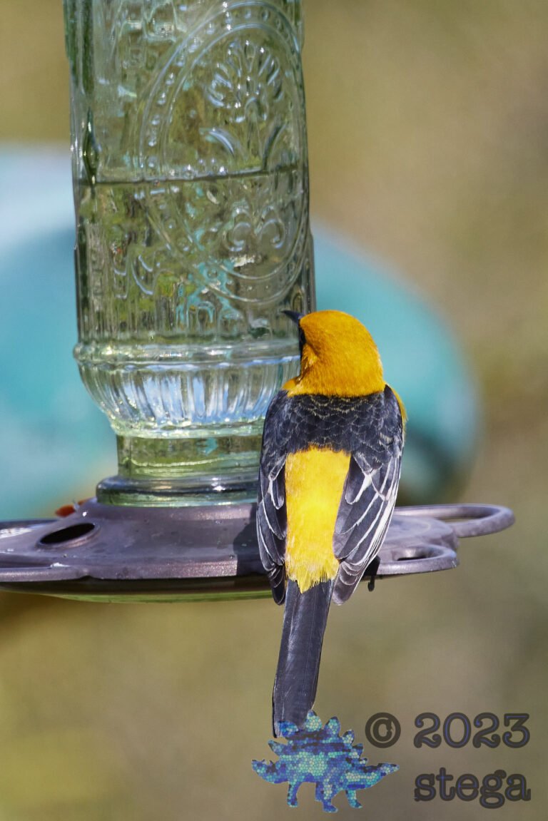 Hooded Oriole