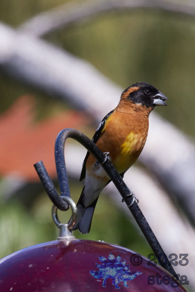 Black-Headed Grosbeak