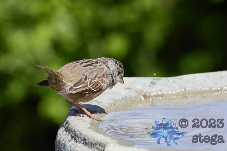 Gold-Crowned Sparrow