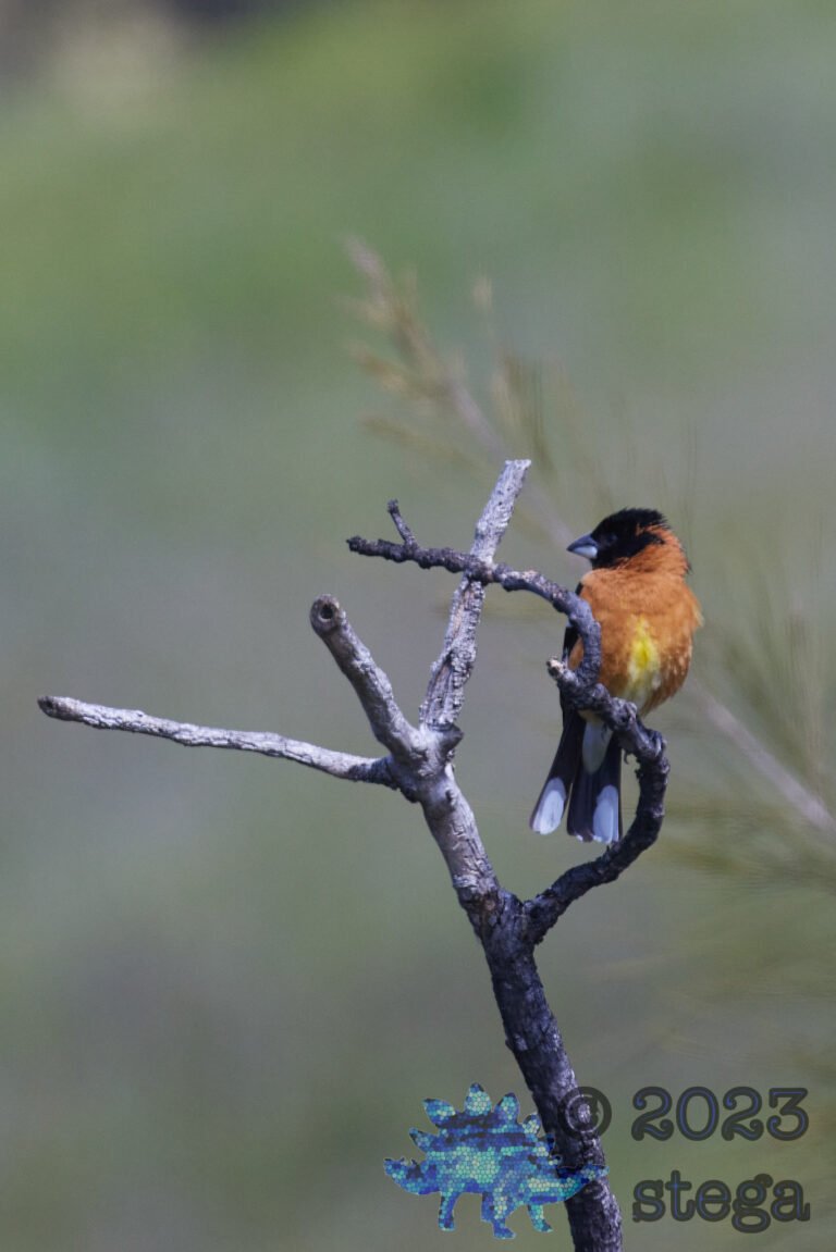 Black-Headed Grosbeak