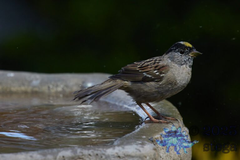 Gold-Crowned Sparrow