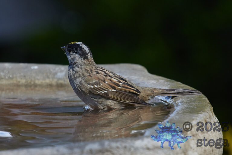 Gold-Crowned Sparrow