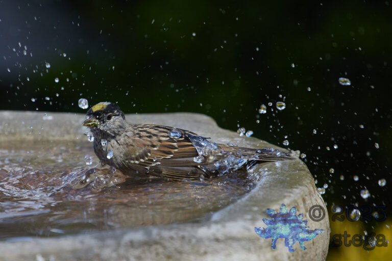 Gold-Crowned Sparrow