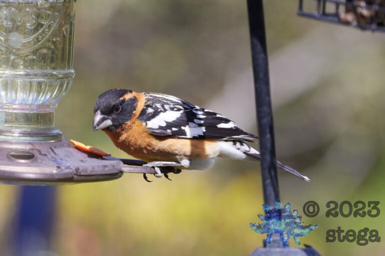 Black-Headed Grosbeak