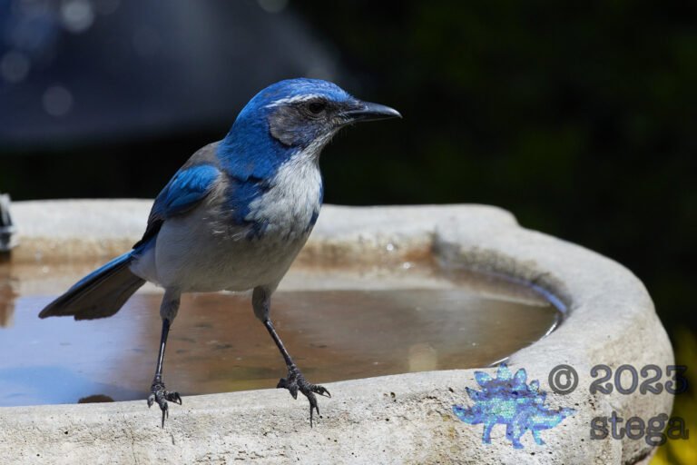 California Scrub Jay