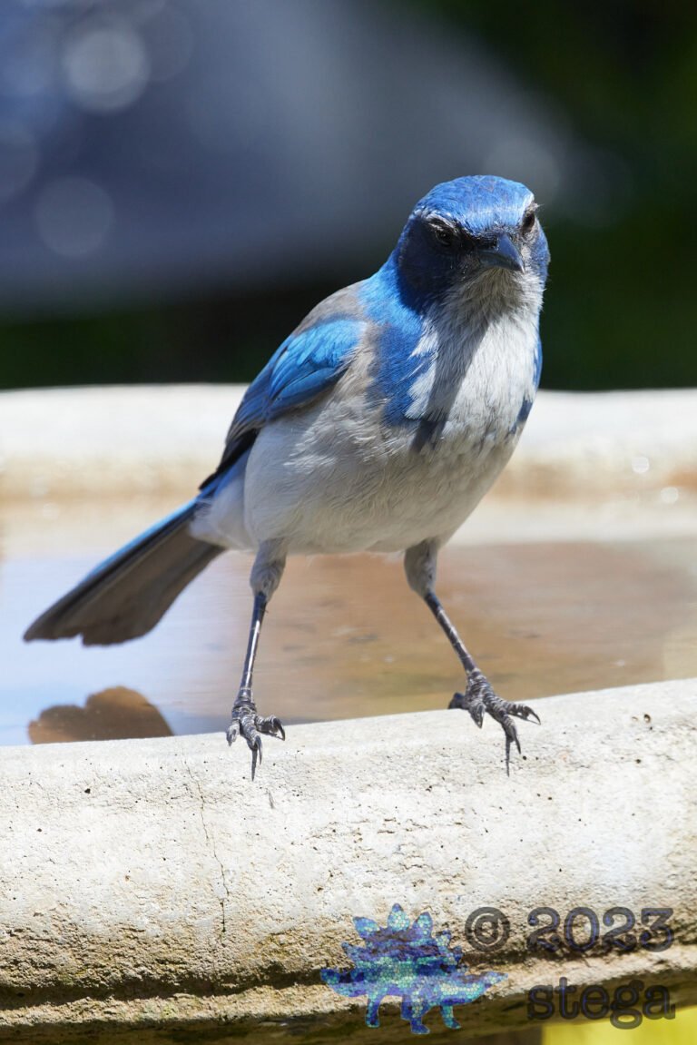 California Scrub Jay