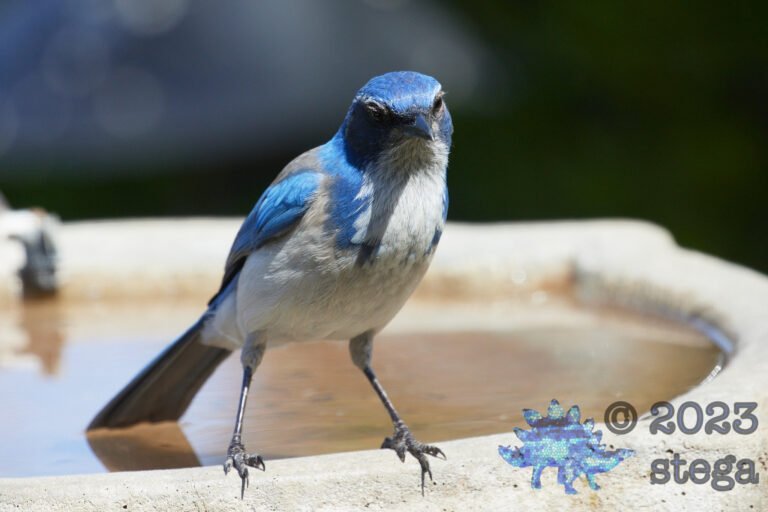 California Scrub Jay
