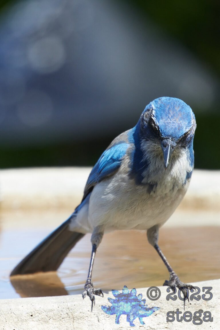 California Scrub Jay