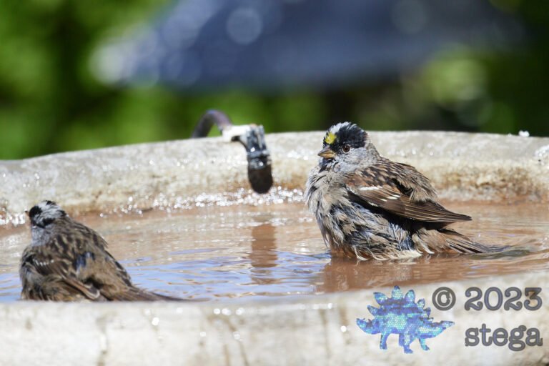 Bathing Sparrows