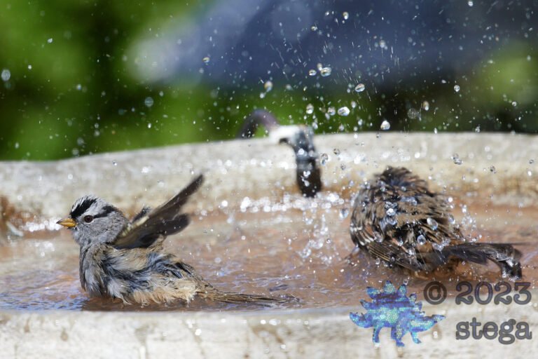 Bathing Sparrows