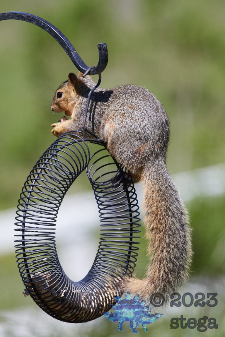 Fox Squirrel