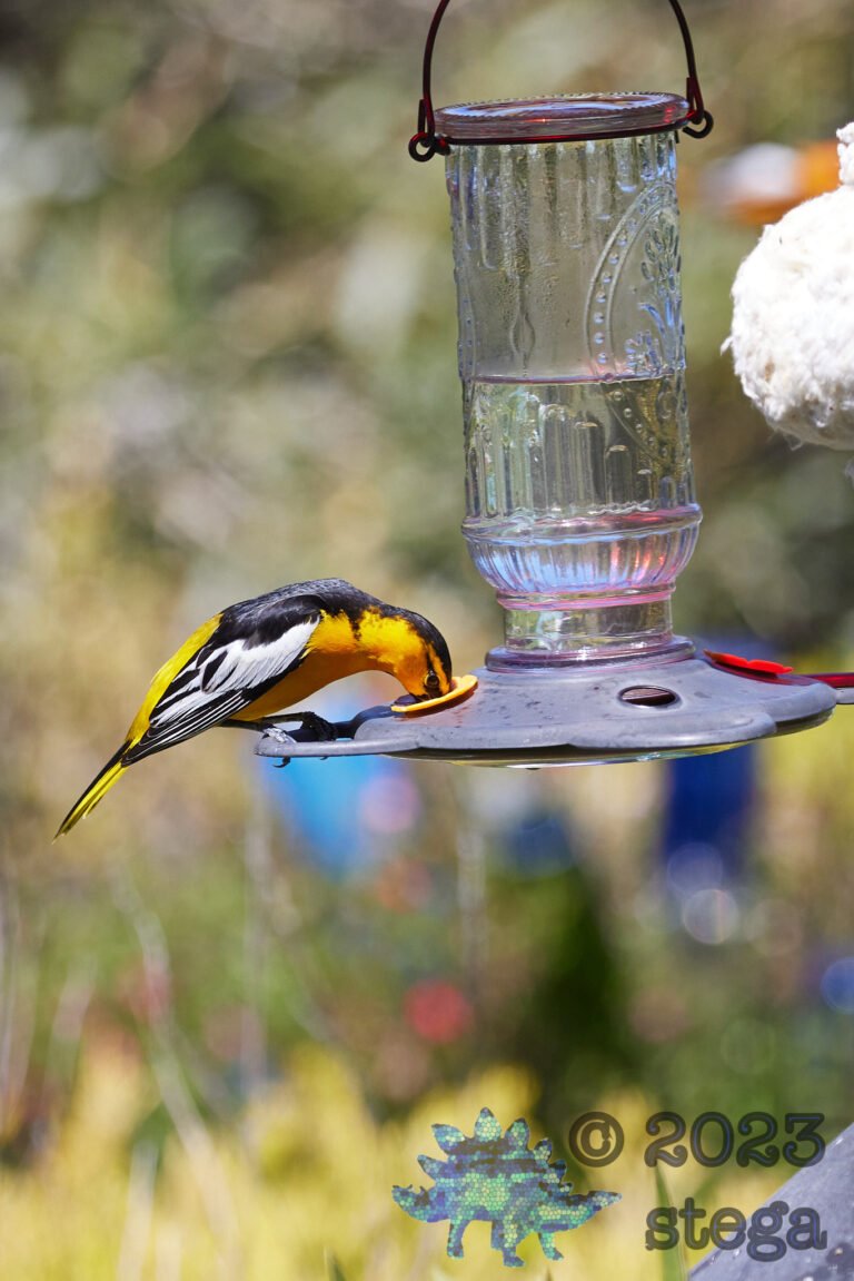 Bullock’s Oriole